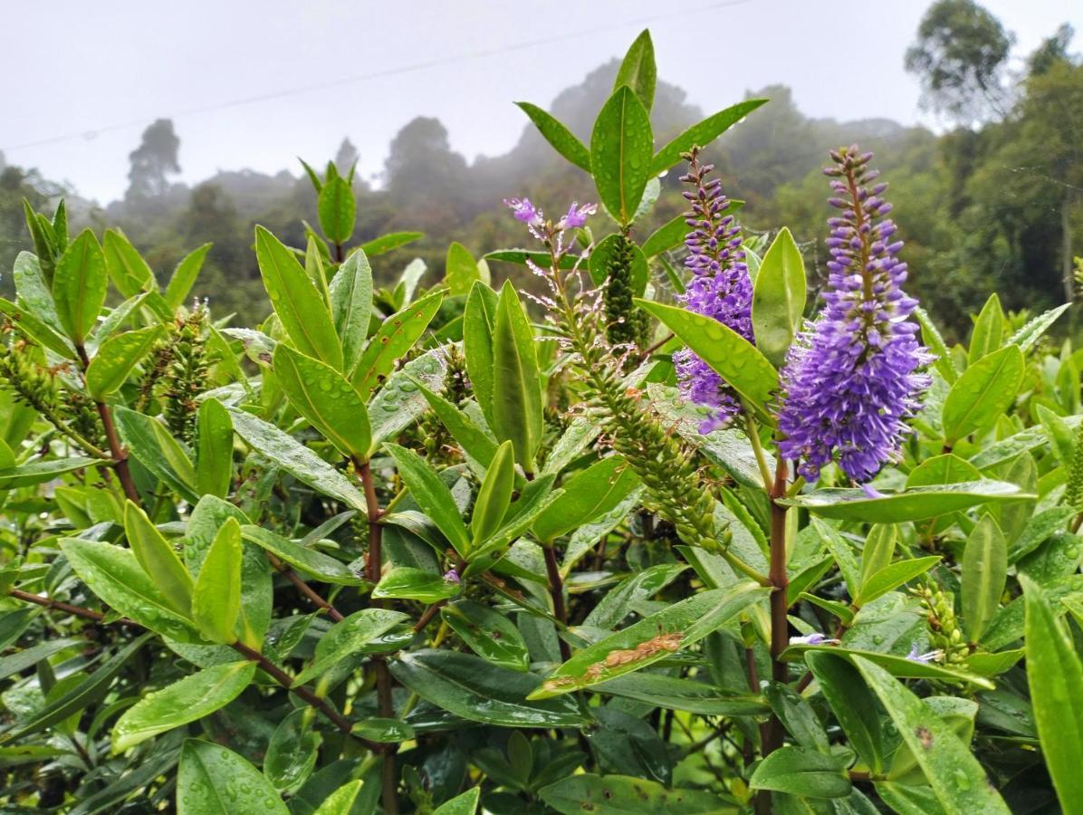 Ng Family'S Farm Stay Cameron Highlands Exteriér fotografie