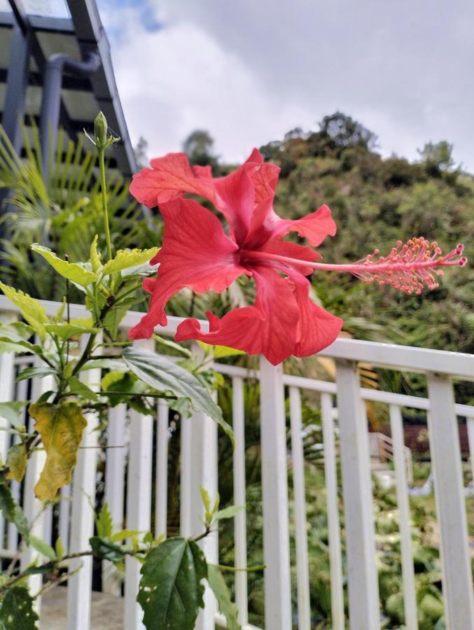 Ng Family'S Farm Stay Cameron Highlands Exteriér fotografie